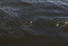 Pictures 055